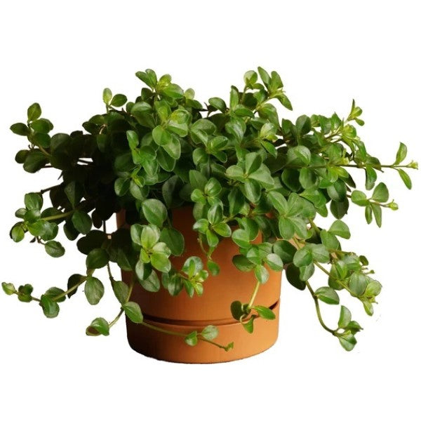 Peperomia Rotundifolia, Hope, Trailing Jade Plant – image 3