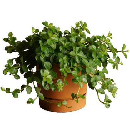 Peperomia Rotundifolia, Hope, Trailing Jade Plant – image 3