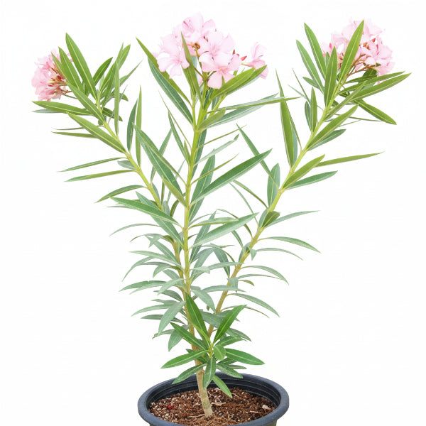 Nerium Oleander – image 5