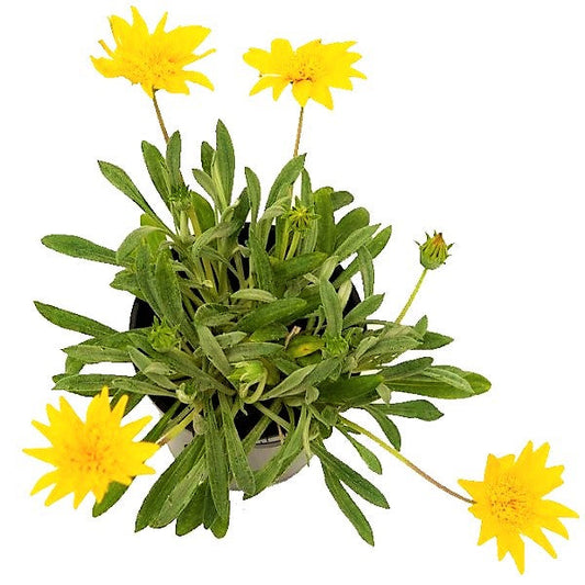 Gazania Uniflora, Treasure Flower (small) – image 2