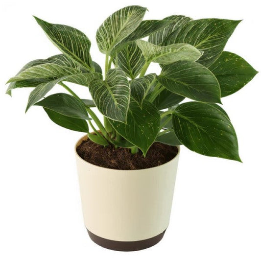 Philodendron Birkin – image 2