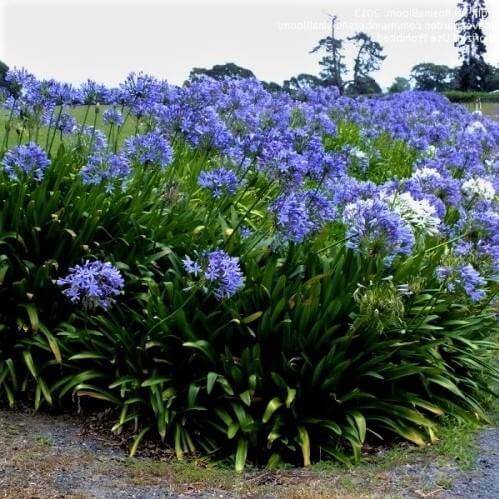Agapanthus African, African Lily – image 4