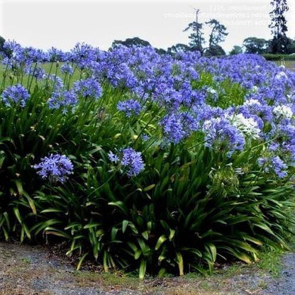 Agapanthus African, African Lily – image 4