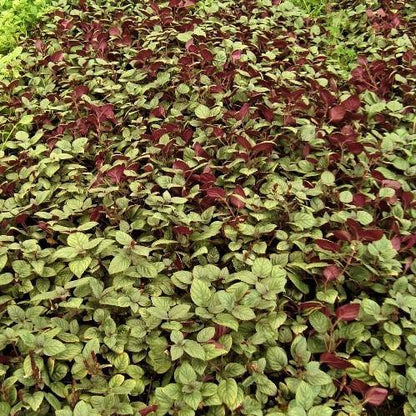 Ajuga Reptans, Bugleherb (small) – image 3