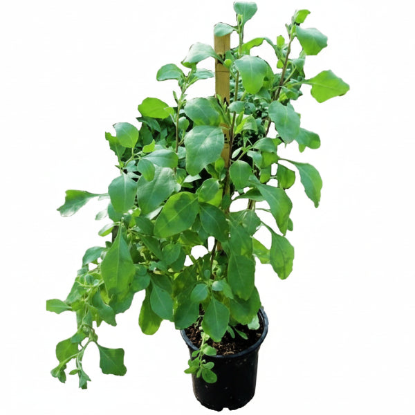 Atriplex Semibaccata, Berry SaltBush – image 1