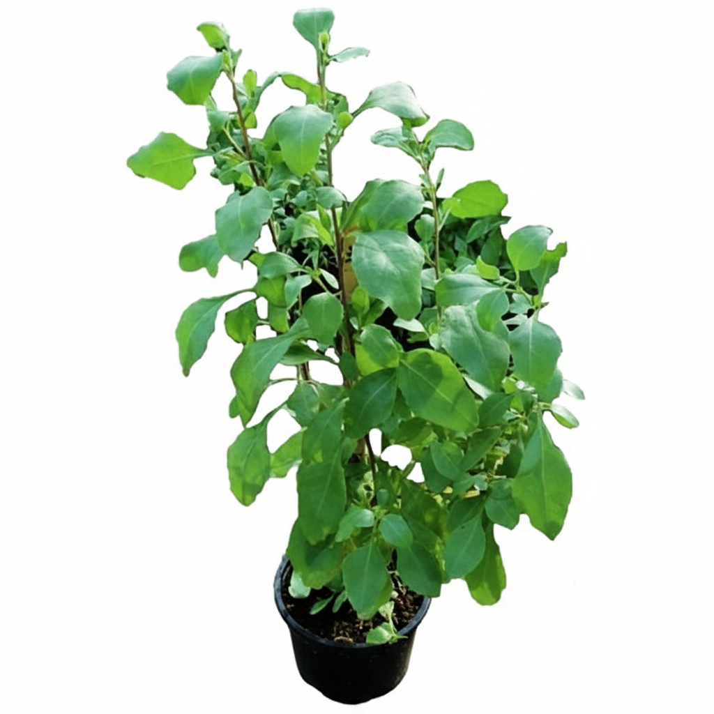 Atriplex semibaccata, Salt Bush – image 3