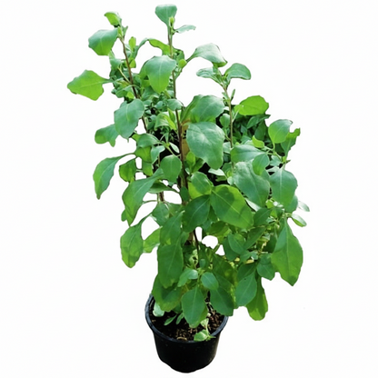 Atriplex semibaccata, Salt Bush – image 3