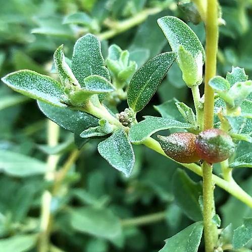 Atriplex semibaccata, Salt Bush – image 2