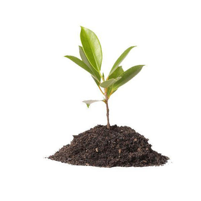 Vermicompost for Organic Farming 25LBS – image 4