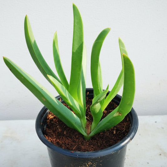 Carpobrotus Edulis, Ice Plant (small) – image 2