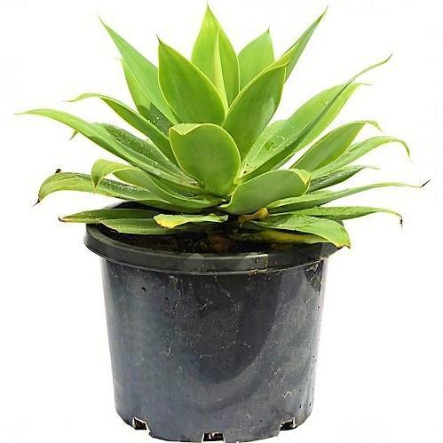 Agave Attenuata, Spineless Century Plant – image 4