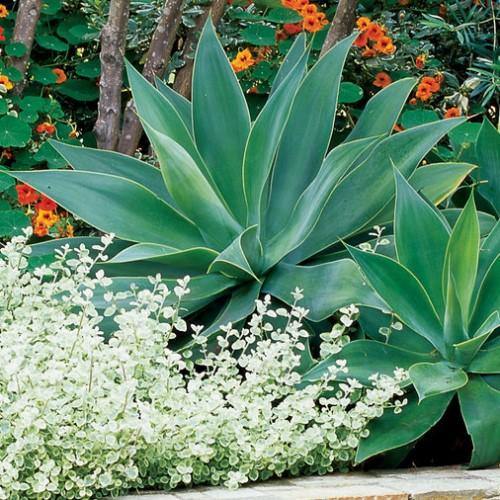 Agave Attenuata, Spineless Century Plant – image 6