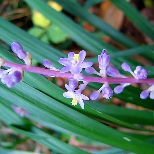 Liriope Muscari, Lilyturf – image 3