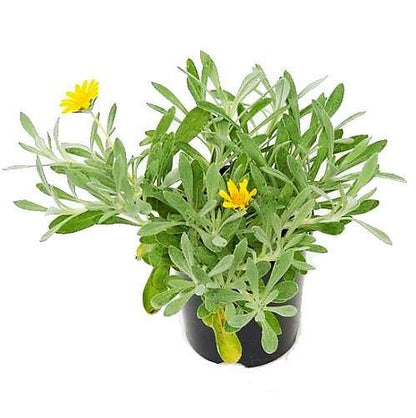Gazania Uniflora, Treasure Flower (small) – image 3