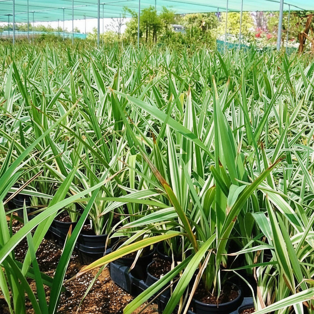 Dianella Tasmanica, Variegata, Tasman Flax-lily – image 2