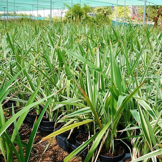 Dianella Tasmanica, Variegata, Tasman Flax-lily – image 2