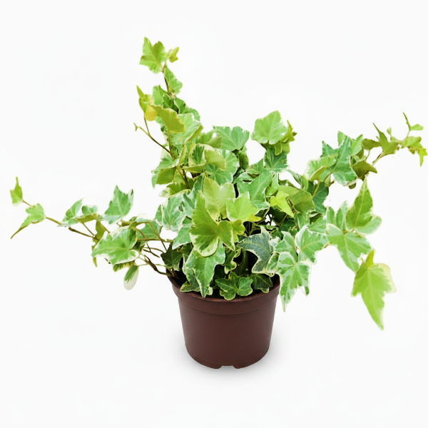 Hedera variegata, Variegated English Ivy – image 1