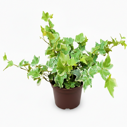 Hedera variegata, Variegated English Ivy – image 1