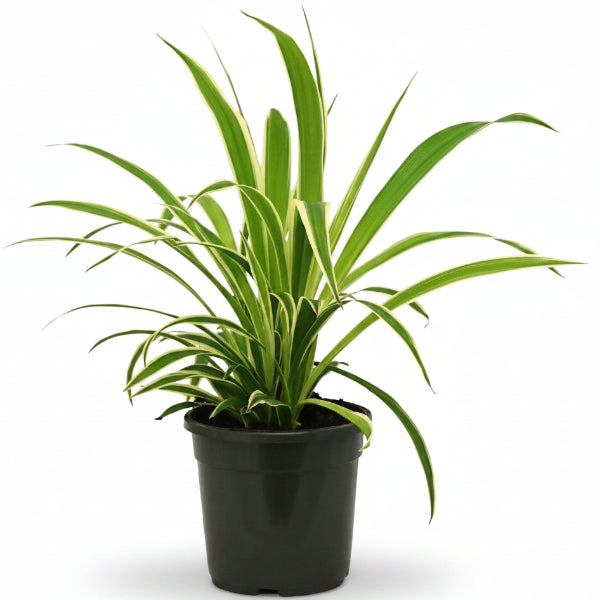 Dianella Tasmanica, Variegata, Tasman Flax-lily – image 1