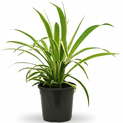 Dianella Tasmanica, Variegata, Tasman Flax-lily – image 1