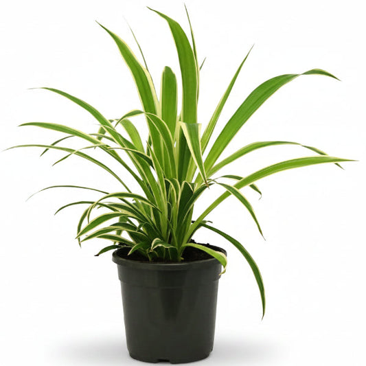 Dianella Tasmanica, Variegata, Tasman Flax-lily – image 1