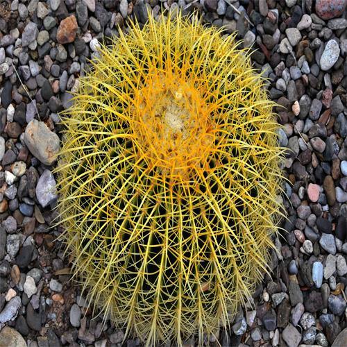 Echinocactus Grusonii, Golden Barrel Cactus, Ball Cactus – image 5