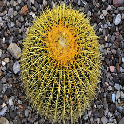 Echinocactus Grusonii, Golden Barrel Cactus, Ball Cactus – image 5
