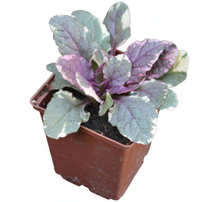 Ajuga Reptans, Bugleherb (small) – image 5
