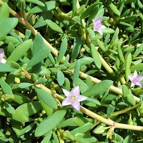 Sesuvium Portulacastrum, Shoreline Seapurslane (small) – image 3
