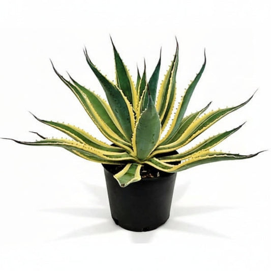 Agave americana marginata, Variegated Century Plant – image 1