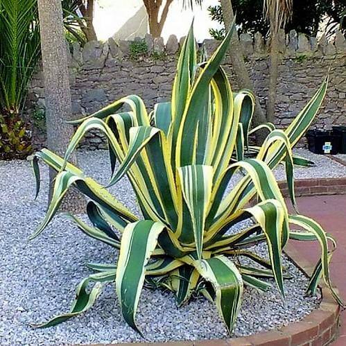 Agave americana marginata, Variegated Century Plant – image 3