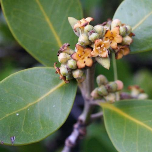 Avicennia Marina, Mangroves – image 4