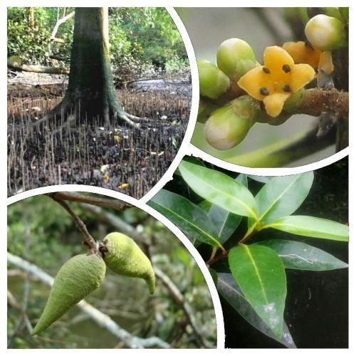 Avicennia Marina, Mangroves – image 5