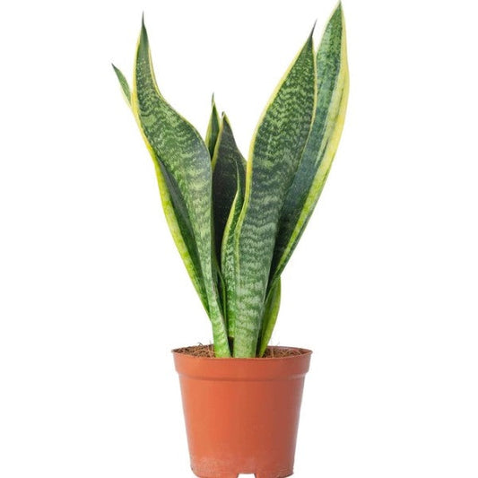 Snake Plant, Sansevieria Trifasciata, Laurentii, indoor – image 1