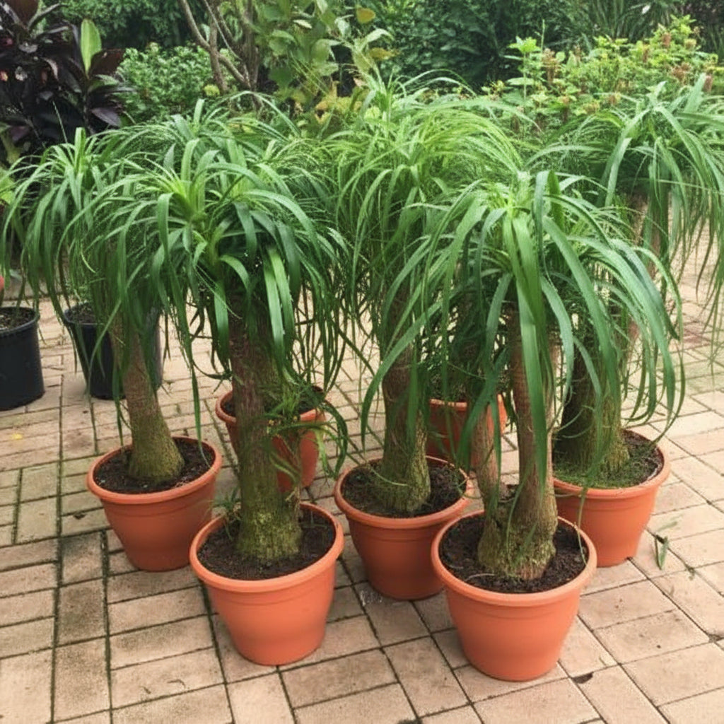 Beaucarnea Recurvata, Elephant-Foot Tree – image 4