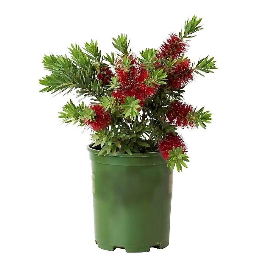 Callistemon Viminalis, Bottle Brush – image 4