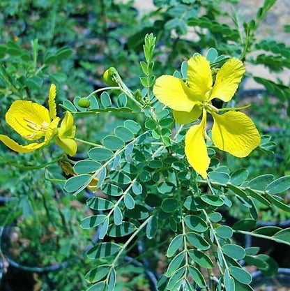 Cassia Bicapsularis, Butterfly bush – image 5