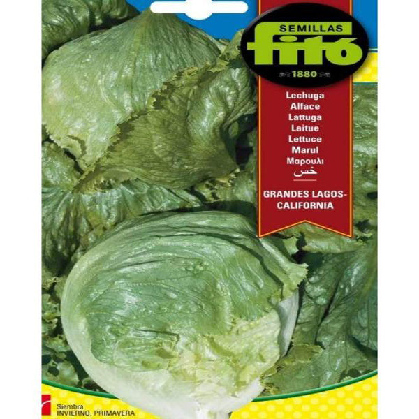Lettuce Grandes Lagos California Seeds – image 1