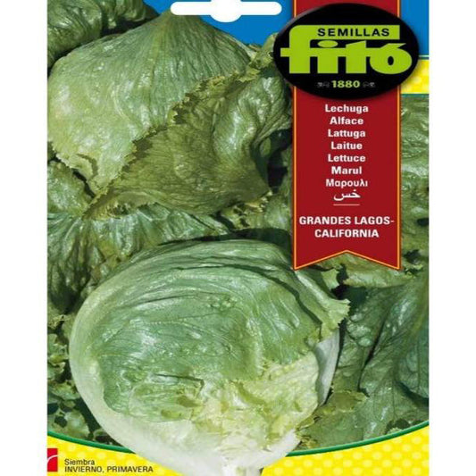Lettuce Grandes Lagos California Seeds – image 1