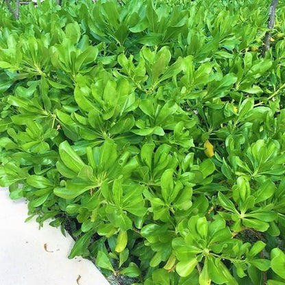Scaevola frutescens, Vahl Beach Naupaka, Hawaiian Half Flower, Sea Lettuce – image 4