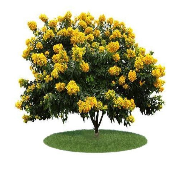 Cassia Bicapsularis, Butterfly bush – image 4