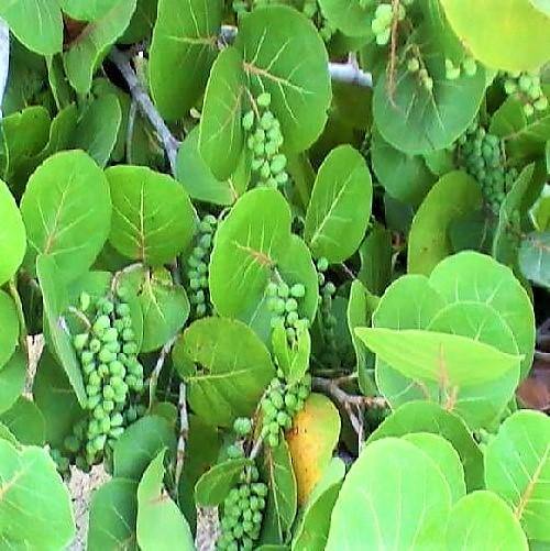 Coccoloba uvifera, Sea Grape – image 2