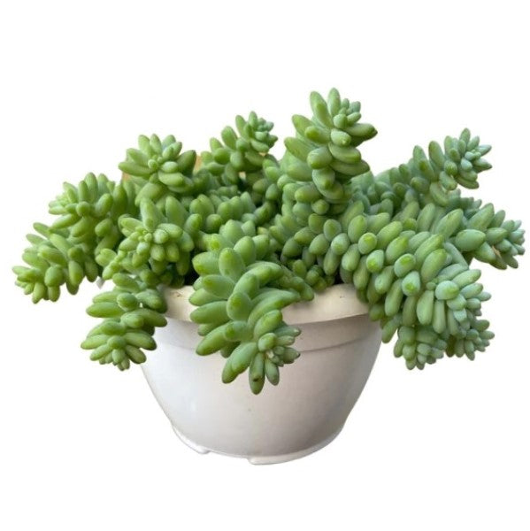 Sedum burrito , Burrows Tail Plant – image 1