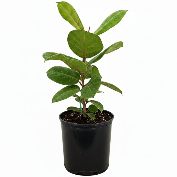 Coccoloba uvifera, Sea Grape – image 1