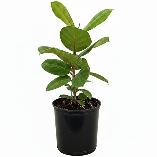 Coccoloba uvifera, Sea Grape – image 1