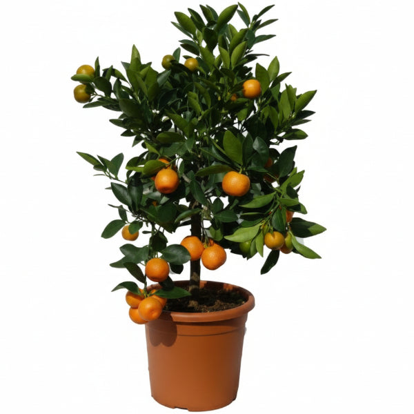 Mandarin Plant, Kinnow Orange tree – image 4