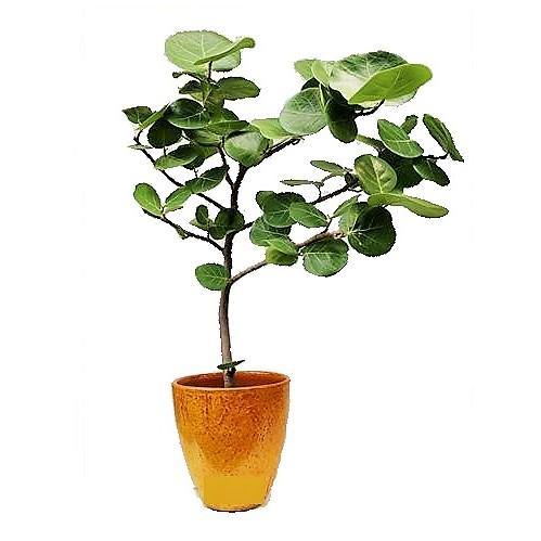 Coccoloba uvifera, Sea Grape – image 3