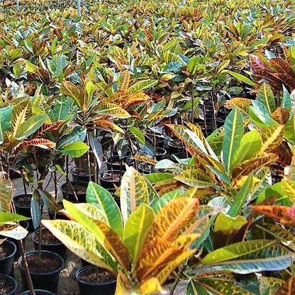 Codiaeum Variegatum Croton, Garden croton – image 2