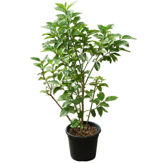 Cestrum Diurnum, Day King – image 1