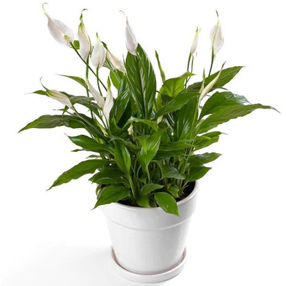 Peace Lily - Spathiphyllum – Green Plants